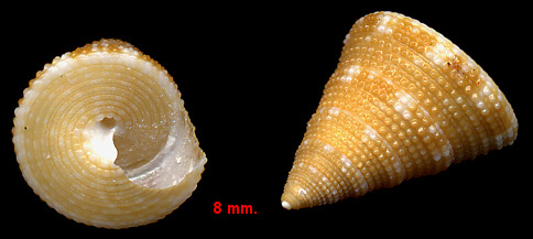 Calliostoma scalenum Quinn, 1992 Gulfstream Topsnail