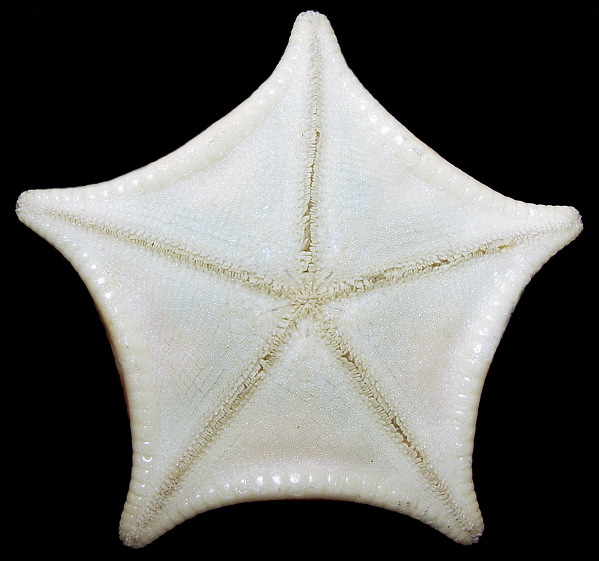 Ceramaster patagonicus (Sladen, 1889) "Orange Cookie Star"