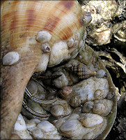 Urosalpinx cinerea (Say, 1822) Atlantic Oyster Drill