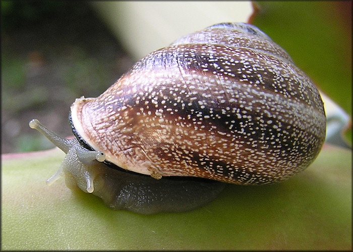 Otala punctata (Mller, 1774)