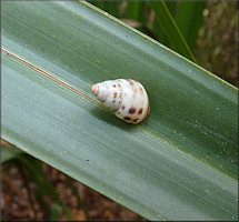 Drymaeus dormani (W. G. Binney, 1857) Manatee Treesnail In Situ