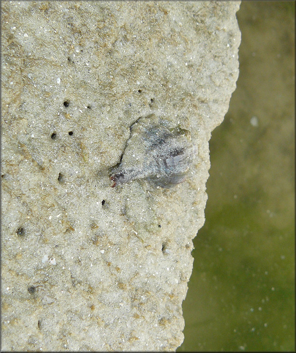 Eupleura caudata (Say, 1822) Thick-lip Drill In Situ