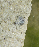 Eupleura caudata (Say, 1822) Thick-lip Drill In Situ