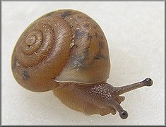 Praticolella jejuna (Say, 1821) Florida Scrubsnail