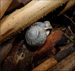 Very Large Daedalochila auriculata From Station One West Of Bass Haven Lane