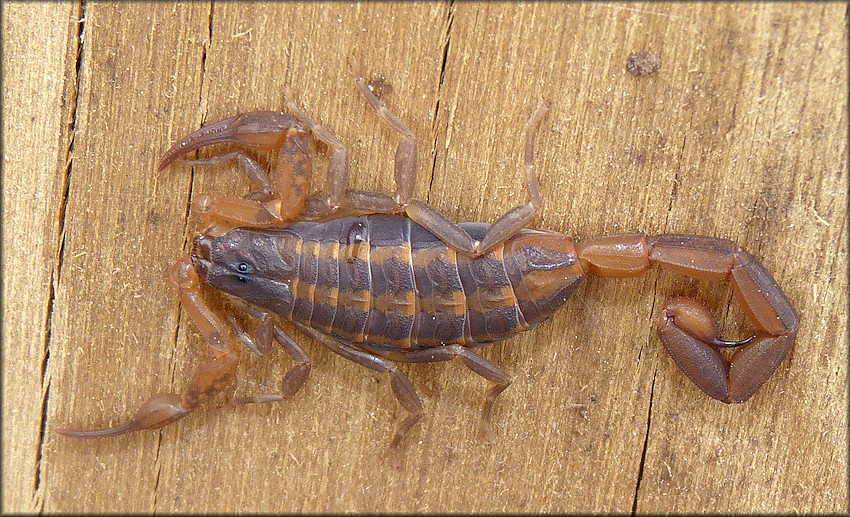 Hentz's Striped Scorpion [Centruroides hentzi]