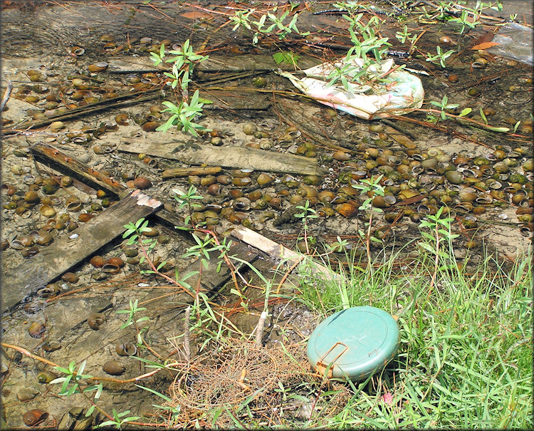 View Of Creek Bottom Showing Large Numbers Of Pomacea (6/20/2006)