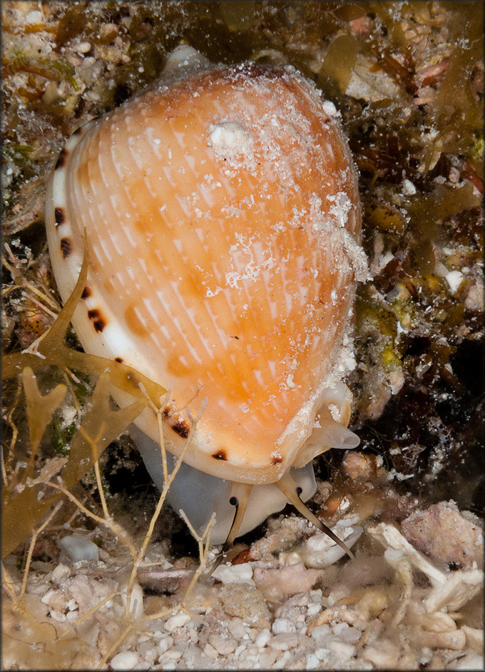 Cypraecassis testiculus (Linnaeus, 1758) Reticulate Cowrie-helmet