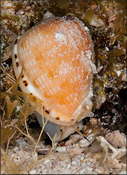 Cypraecassis testiculus (Linnaeus, 1758) Reticulate Cowrie-helmet