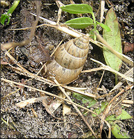 Bulimulus sporadicus (d’Orbigny, 1835) In Situ Depositing Eggs