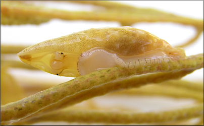 Simnialena uniplicata (G. B. Sowerby II, 1849) One-tooth Simnia