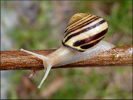 Cepaea nemoralis (Linnaeus, 1758) Grovesnail