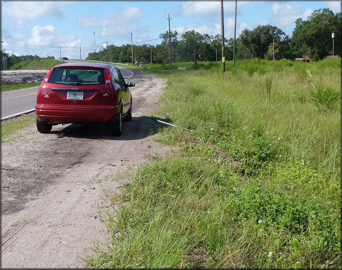 Bulimulus sporadicus (d’Orbigny, 1835)Habitat In Nassau County (9/1/2012)