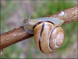 Cepaea nemoralis (Linnaeus, 1758) Grovesnail