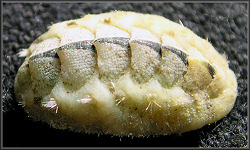 Acanthochitona pygmaea (Pilsbry, 1893) Striate Glass-hair Chiton