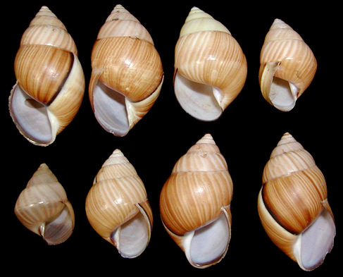 Amphidromus atricallosus laidlawi Solem, 1965 Juveniles