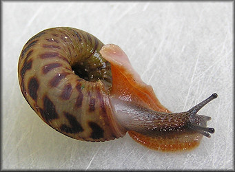 Anguispira mordax (Shuttleworth, 1852) Appalachian Tigersnail