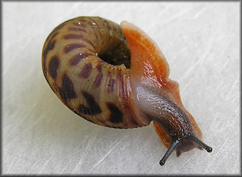 Anguispira mordax (Shuttleworth, 1852) Appalachian Tigersnail