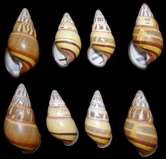 Amphidromus quadrasi versicolor Fulton, 1896