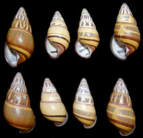 Amphidromus quadrasi versicolor Fulton, 1896