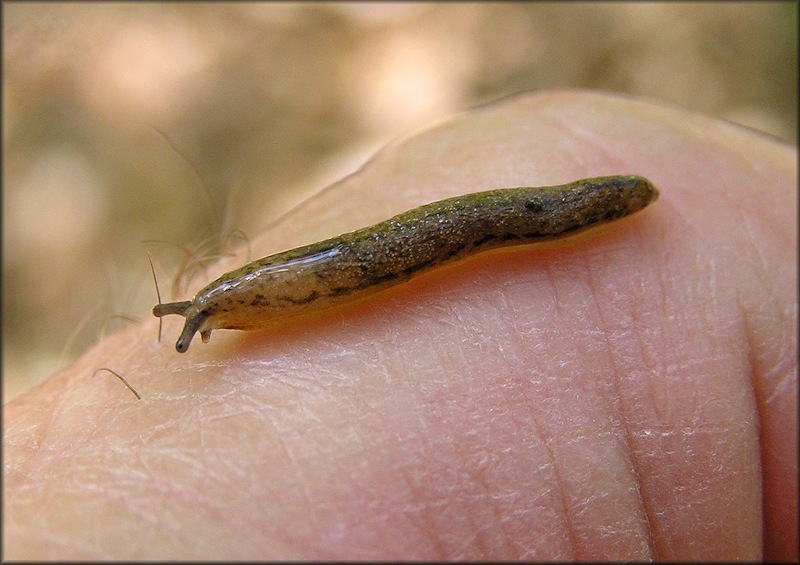 Philomycus carolinianus (Bosc, 1802) Carolina Mantleslug