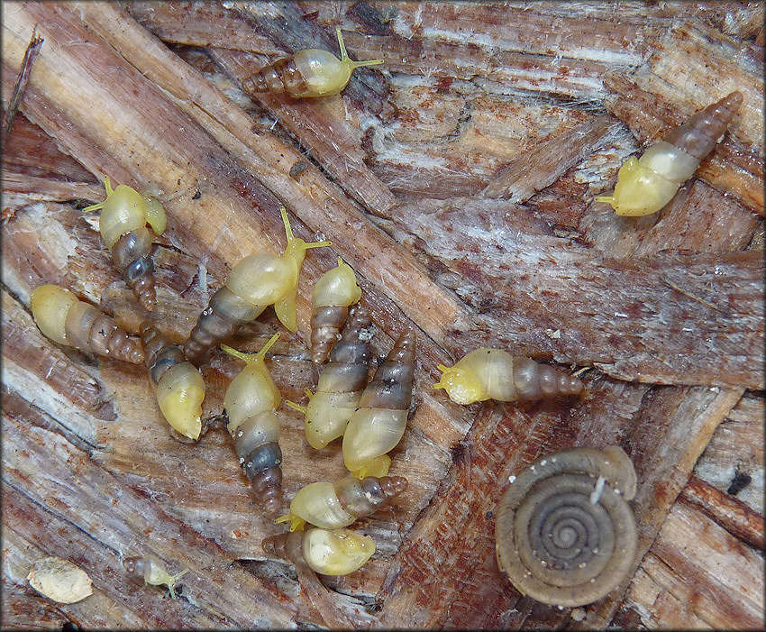 Allopeas gracile (Hutton, 1834) Graceful Awlsnail In Situ