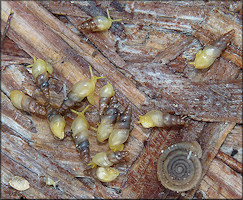 Allopeas gracile (Hutton, 1834) Graceful Awlsnail In Situ