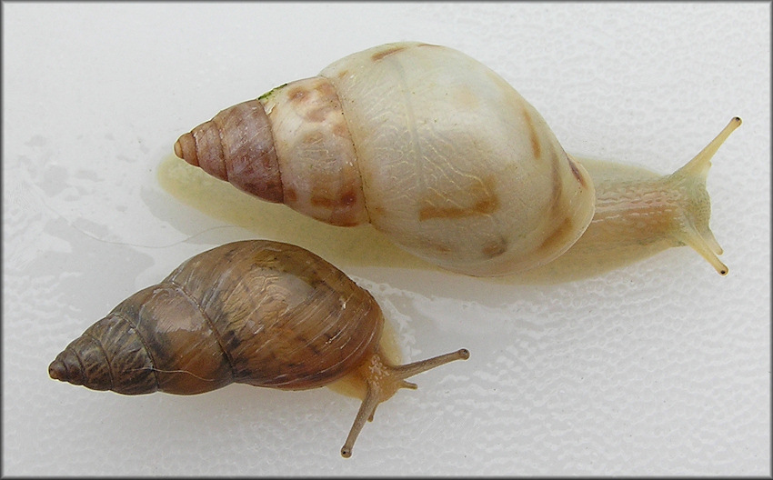 Bulimulus sporadicus (d’Orbigny, 1835)