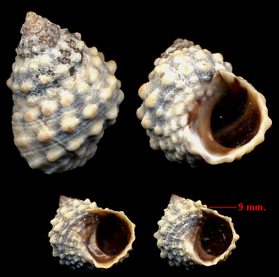 Echinolittorina tuberculata (Menke, 1828)