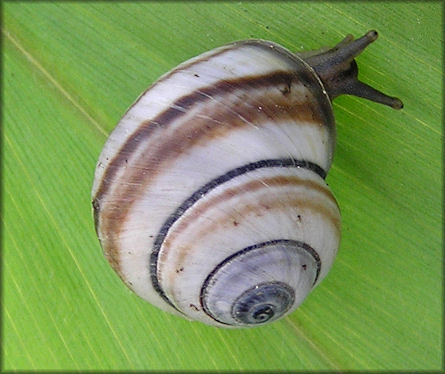 Hemitrochus varians (Menke, 1829)