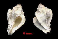 Dermomurex abyssicola (Crosse, 1865)