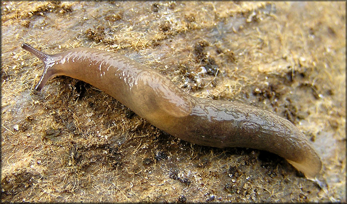 Deroceras laeve (Mller, 1774) Meadow Slug