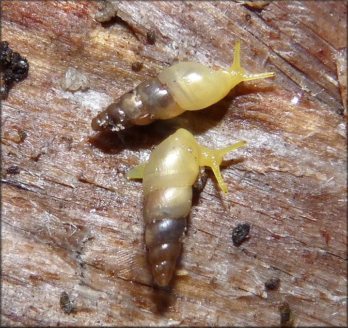 Allopeas gracile (Hutton, 1834) Graceful Awlsnail In Situ