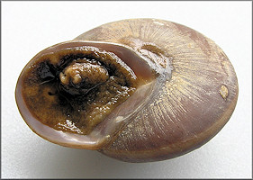 Pleurodonte bainbridgii (L. Pfeiffer, 1845)