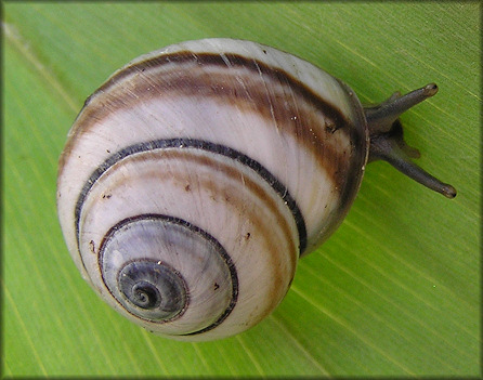 Hemitrochus varians (Menke, 1829)