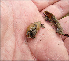 Bulimulus sporadicus (d’Orbigny, 1835) With Egg