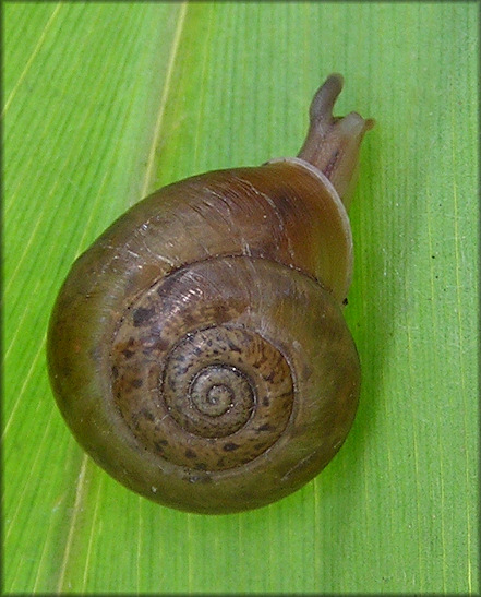 Plagioptycha duclosiana salvatoris (L. Pfeiffer, 1867)