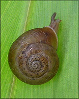 Plagioptycha duclosiana salvatoris (L. Pfeiffer, 1867)