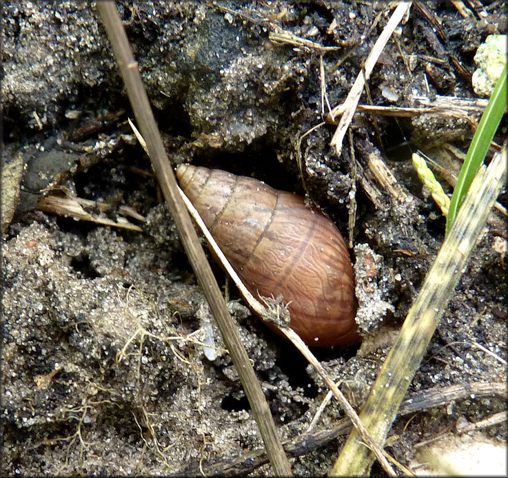 Bulimulus sporadicus (d’Orbigny, 1835) Depositing Eggs