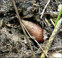 Bulimulus sporadicus (d’Orbigny, 1835) Depositing Eggs