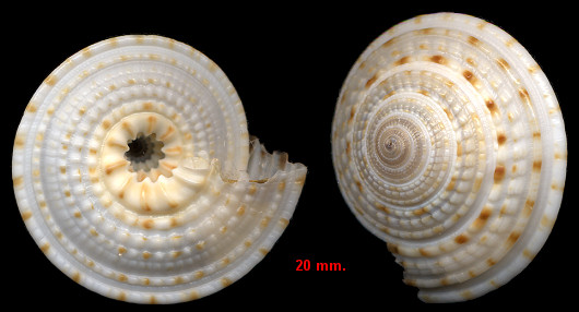 Architectonica nobilis Rding, 1798 Common Sundial