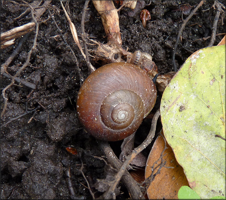 Mesomphix globosus (MacMillan, 1940) Globose Button In Situ