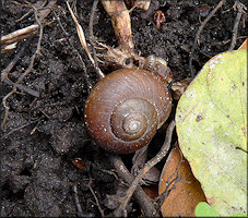 Mesomphix globosus (MacMillan, 1940) Globose Button