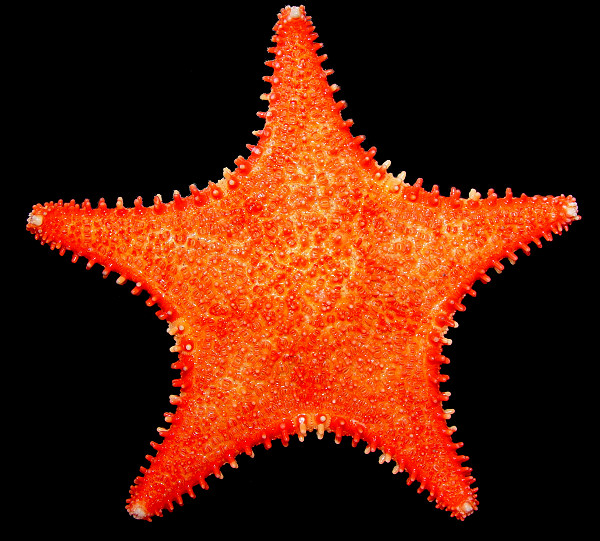 Hippasteria species A "Aleutian Spiny Star"