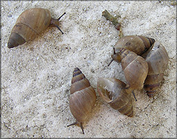 Bulimulus sepulchralis Poey, 1851