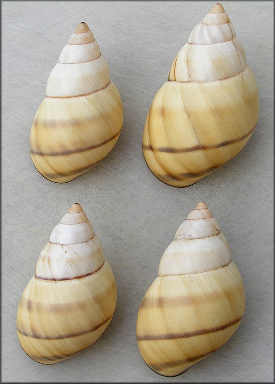 Orthalicus floridensis Pilsbry, 1891 Banded Tree Snail