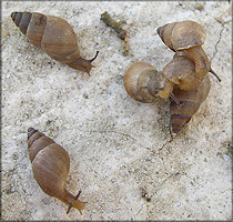 Bulimulus sepulchralis Poey, 1851