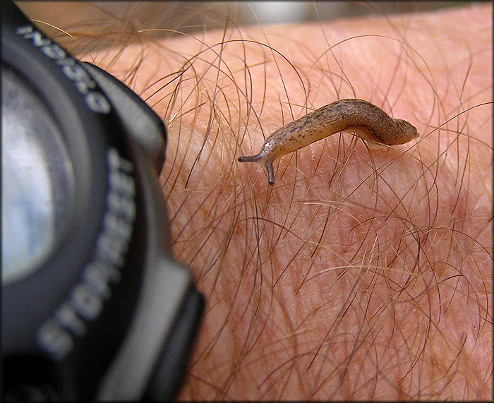 Philomycus carolinianus (Bosc, 1802) Juvenile