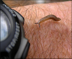 Philomycus carolinianus (Bosc, 1802) Juvenile