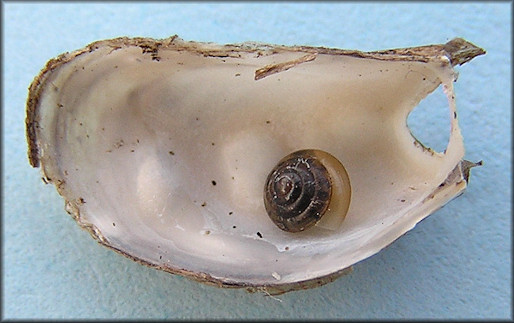 Mytilopsis leucophaeata (Conrad, 1831) Dark Falsemussel with Eoconulus species